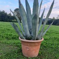 piante agave grandi