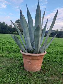 piante agave grandi