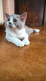 Selkirk rex cucciolo con pedigree