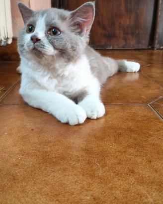Selkirk rex cucciolo con pedigree