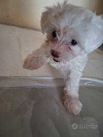 Bishon Maltese Mini Toy