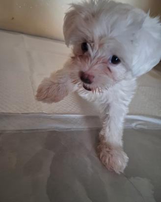 Bishon Maltese Mini Toy