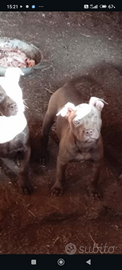 Cuccioli di Pitbull redinus
