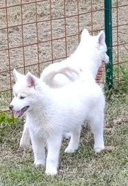 Siberian husky cuccioli