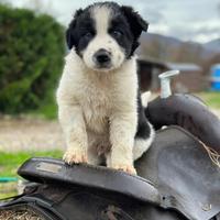 Cuccioli di Border Collie