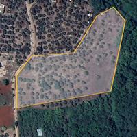 Terreno agricolo con ulivi secolari