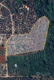 Terreno agricolo con ulivi secolari