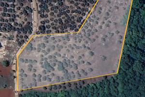 Terreno agricolo con ulivi secolari