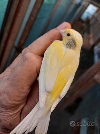 Canarini mosaici e spagnoli