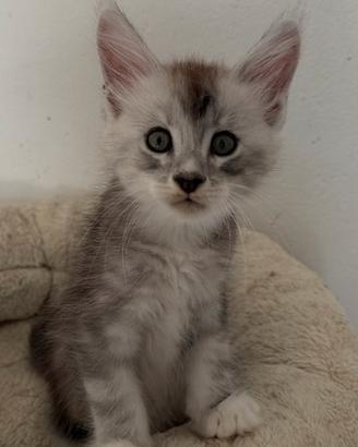 Maine Coon pedigree