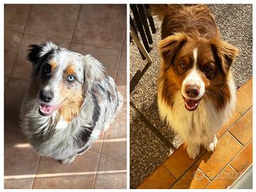 Cuccioli Pastore Australiano