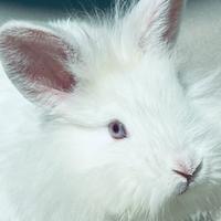 Coniglio nano Femmina