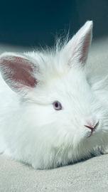 Coniglio nano Femmina