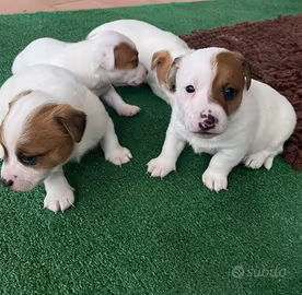 Cuccioli di jack russell