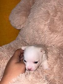 Cuccioli chihuahua