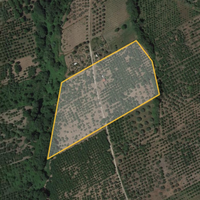 Noccioleto e uliveto