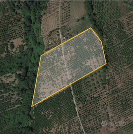 Noccioleto e uliveto