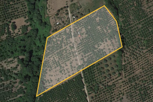 Noccioleto e uliveto