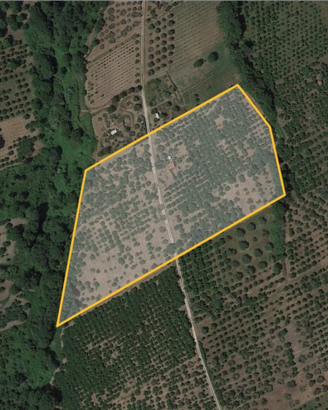 Noccioleto e uliveto a un'ora da Roma