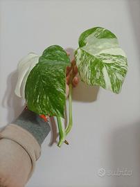 Talea di Monstera Variegata
