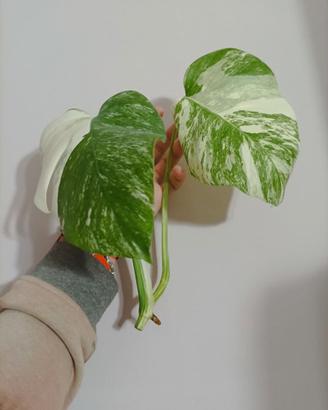 Talea di Monstera Variegata