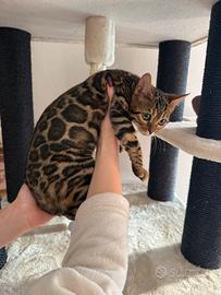 Splendida gattina bengala Brown spotted tabby