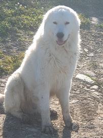 Cuccioli pastore abruzzese