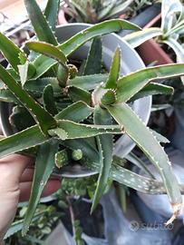 Pianta di Aloe Vera sana e rigogliosa  