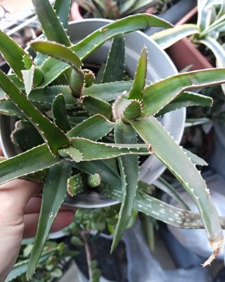 Pianta di Aloe Vera sana e rigogliosa  