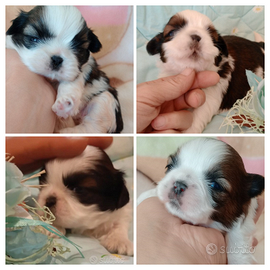 Shih tzu (Taglia Piccola)