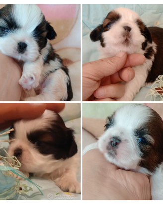 Shih tzu (Taglia Piccola)