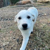 Cuccioli labrador maremmano