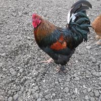 Sebright e gallo incrocio Brahama