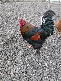 Sebright e gallo incrocio Brahama