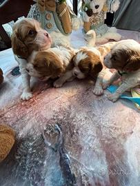Disponibili splendidi cuccioli di Cavalier King Ch