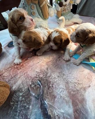 Disponibili splendidi cuccioli di Cavalier King Ch