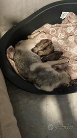 Cuccioli taglia piccola