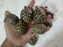 tartarughe-di-terra-hermannii-2024-con-microchip