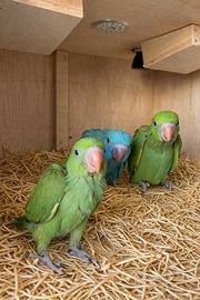 Pullo parrocchetto dal collare