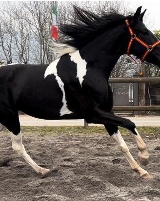 Cavalla Piant x Kwpn