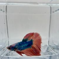 Betta splendens