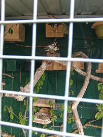 Coppia passeri del Giappone