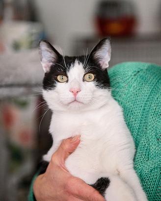 Gatto maschio
