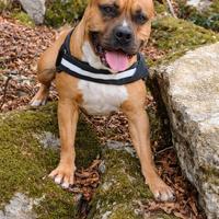 Disponibile per monta - Amstaff x Pitbull