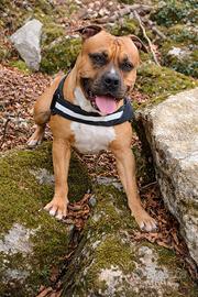 Disponibile per monta - Amstaff x Pitbull