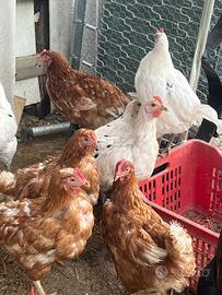 Galline
