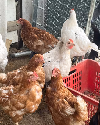 Galline