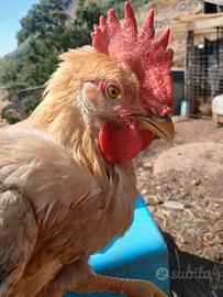 Galline