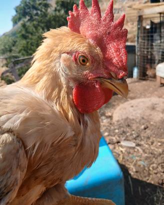 Galline