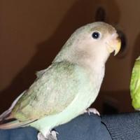 Inseparabili allevati a mano